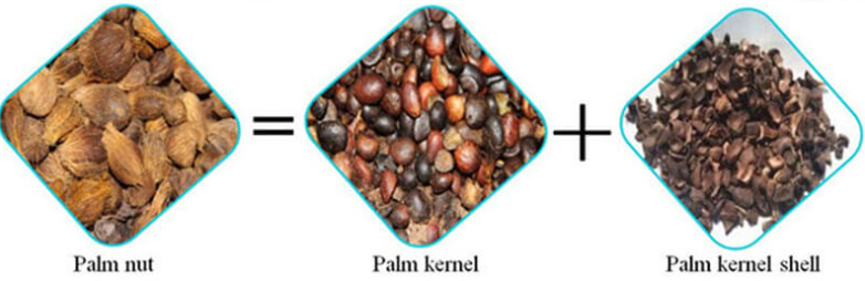 palm-kernel-nut.png