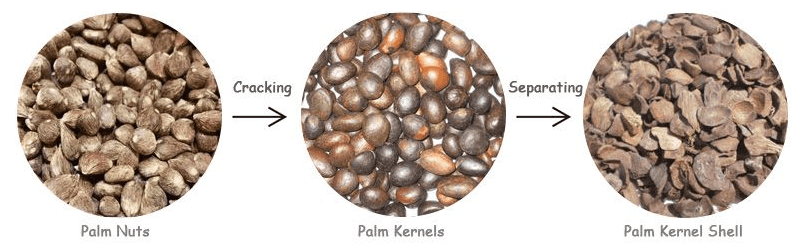 palm-nut-shell-separation.png